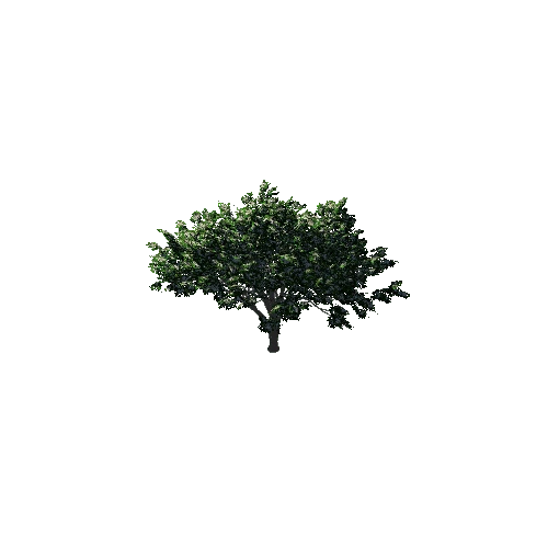 TreeGen04-Hawthorn02-1259 Variant
